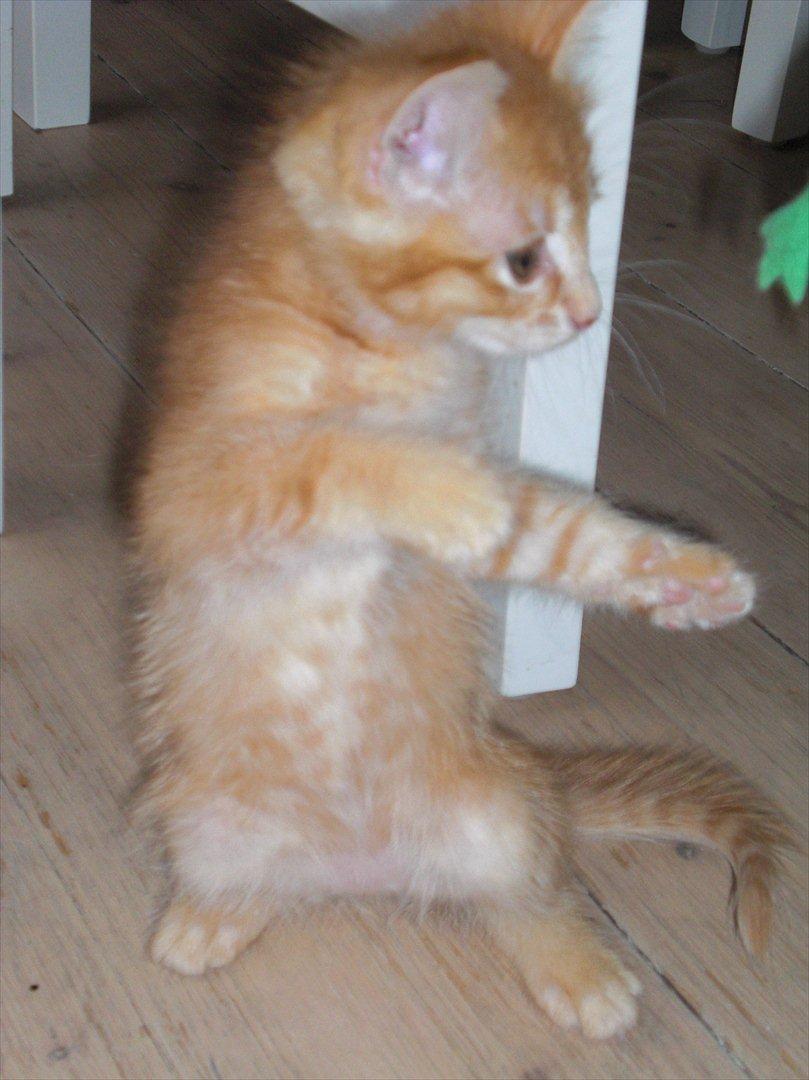 Blanding af racer Zarabi - August 2011 billede 17