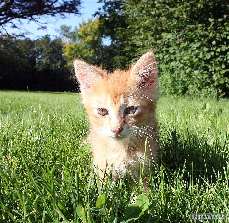 Blanding af racer Zarabi - August 2011 billede 15