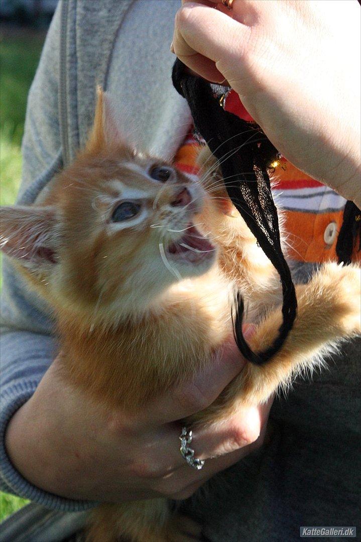 Blanding af racer Zarabi - August 2011 billede 16