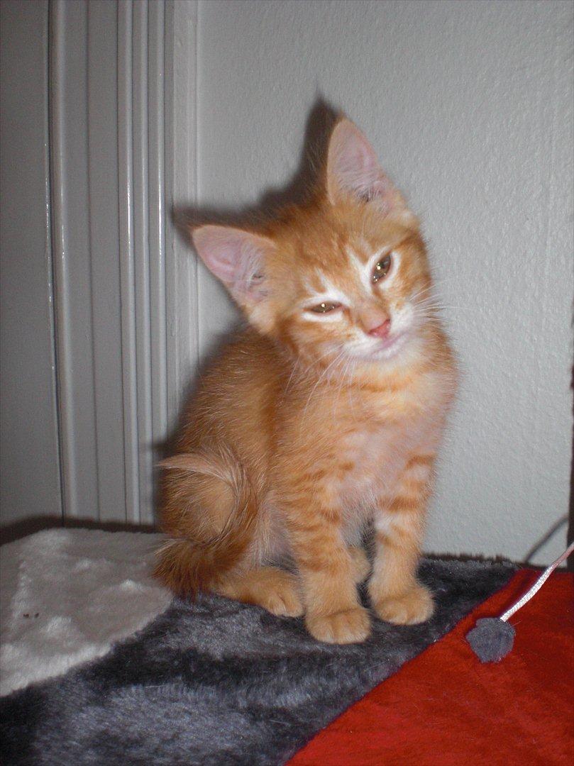 Blanding af racer Zarabi - August 2011 billede 20