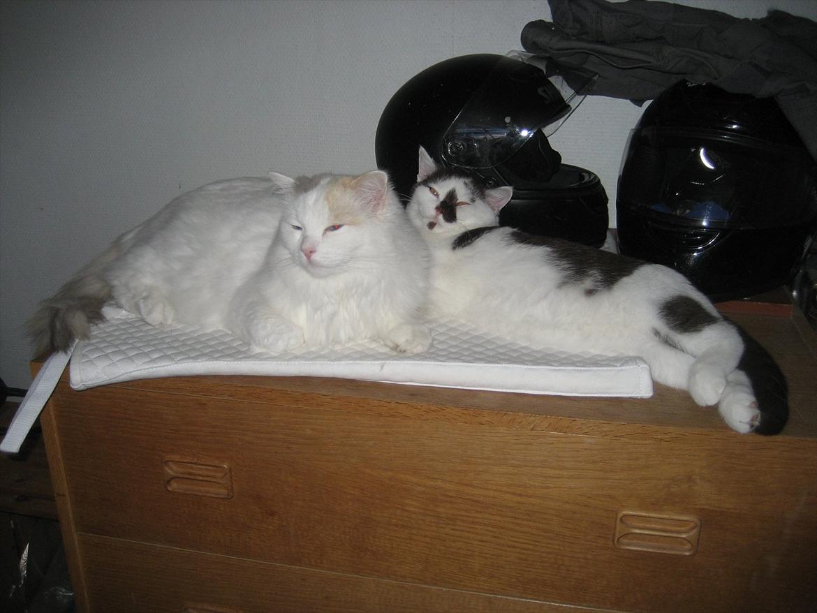 British Shorthair BUFF - Buff og Jazz hygger mens vi er på jobbet. billede 13