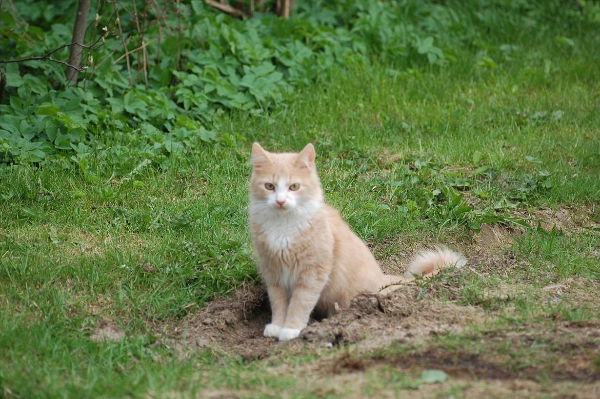 Huskat Oscar billede 1