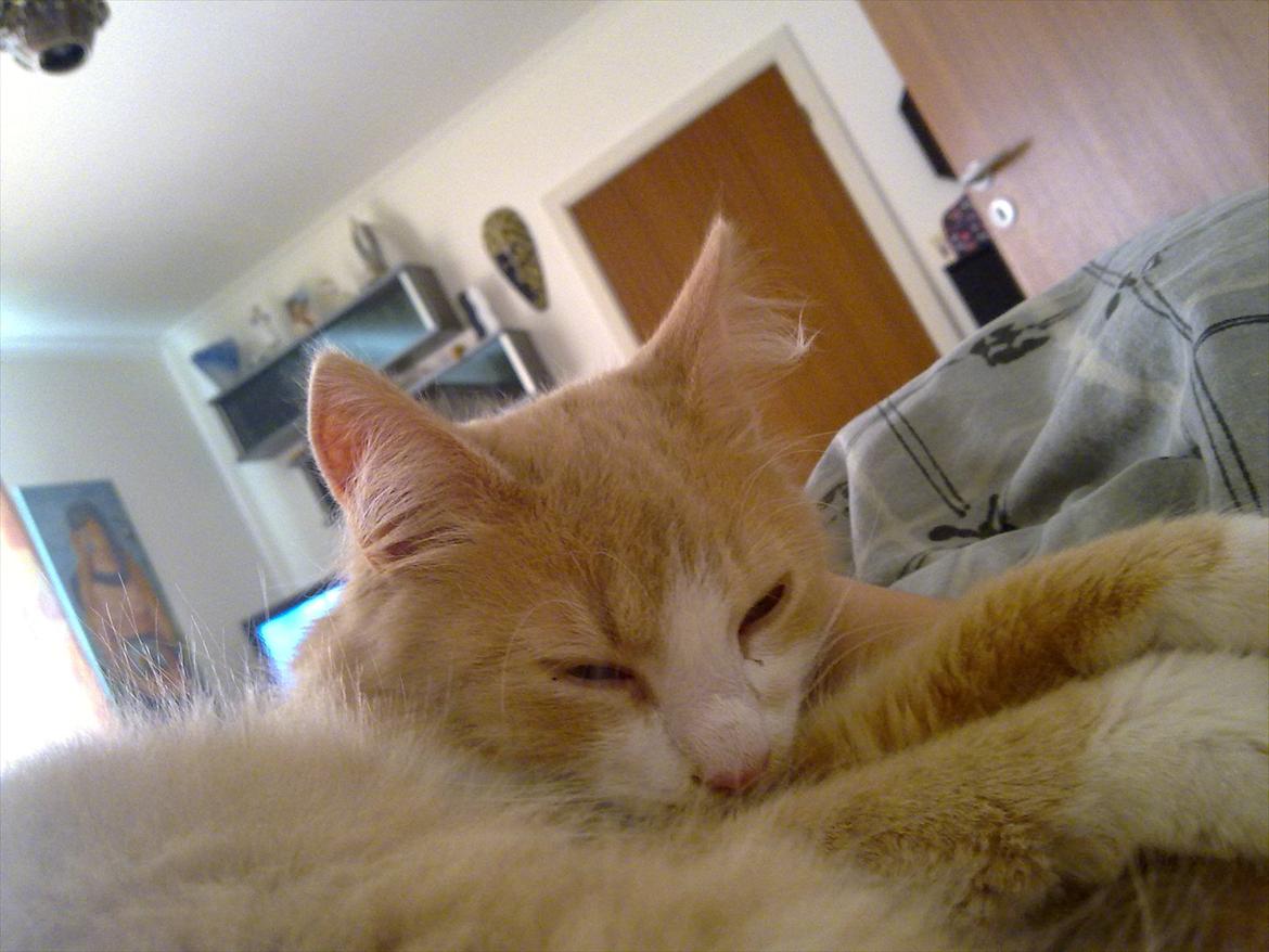 Huskat Oscar billede 2