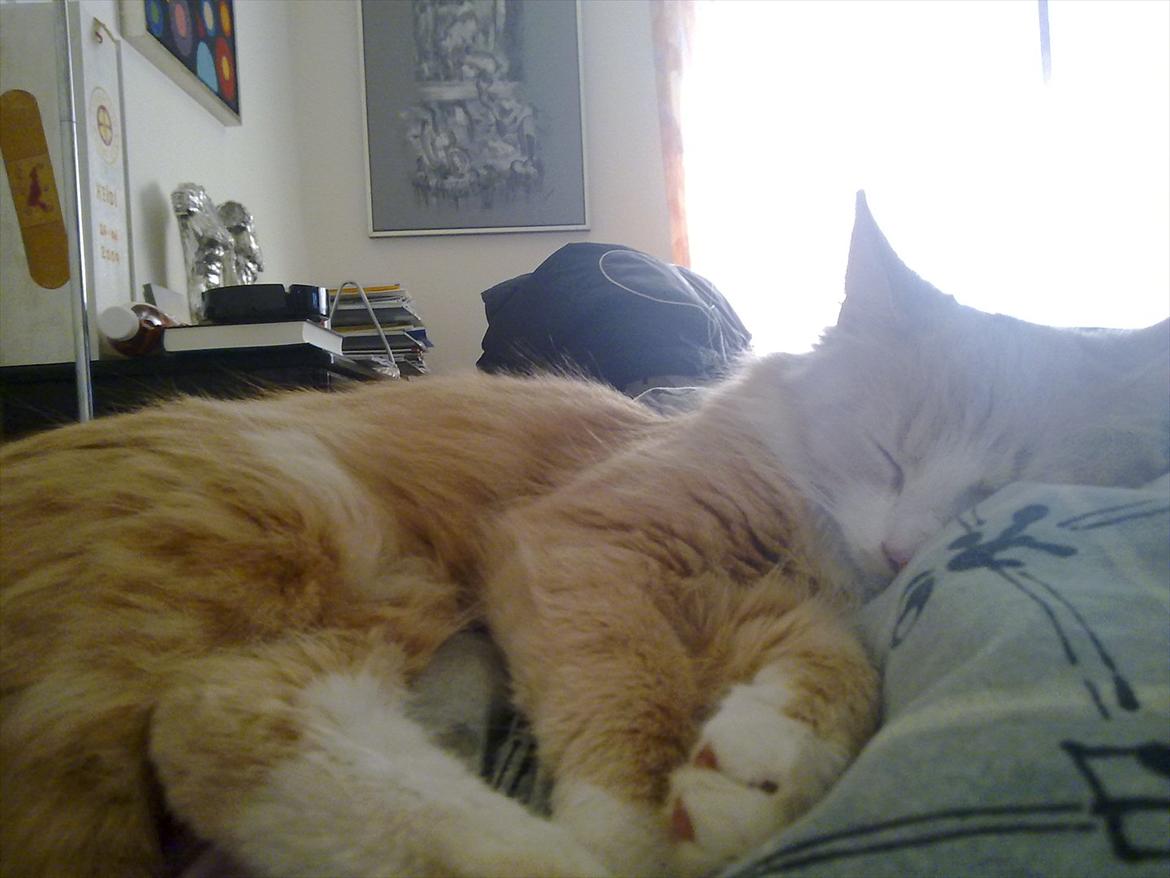 Huskat Oscar billede 3