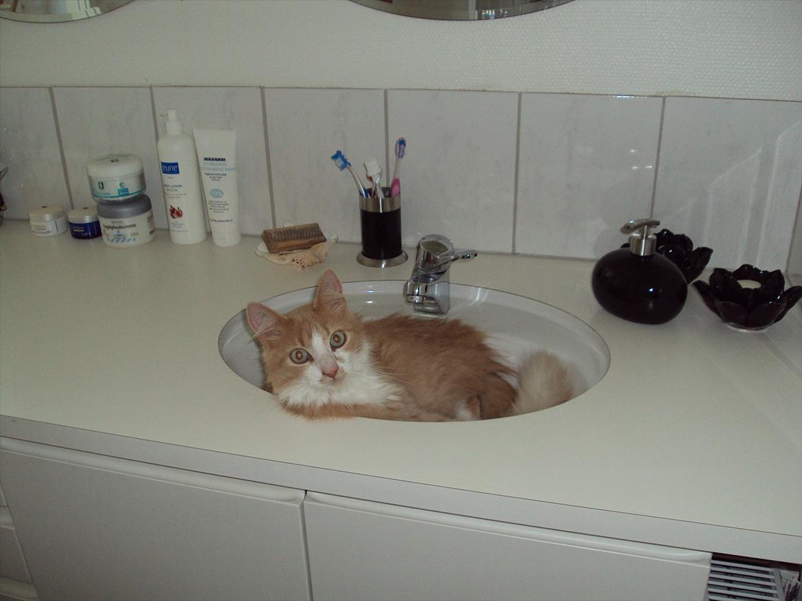 Huskat Oscar - Yndlingssttedet af alle steder billede 5