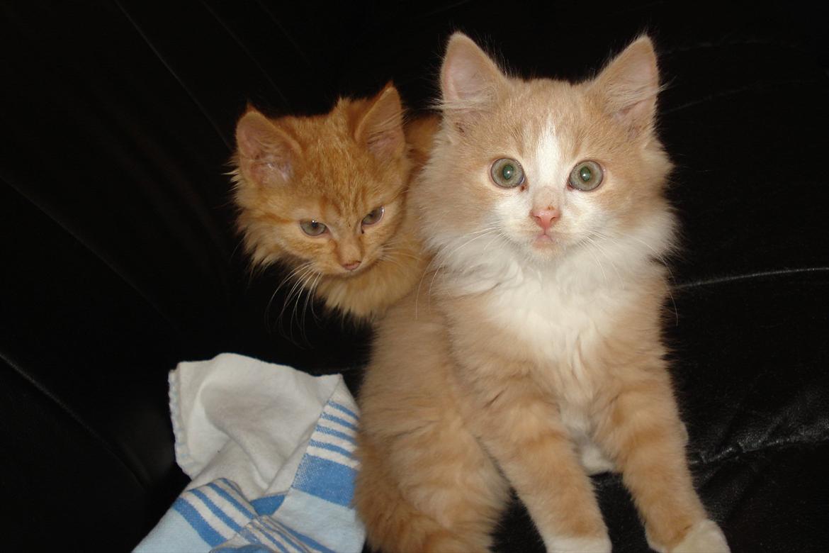 Huskat Oscar - Oscar som ses forrest i billedet billede 6