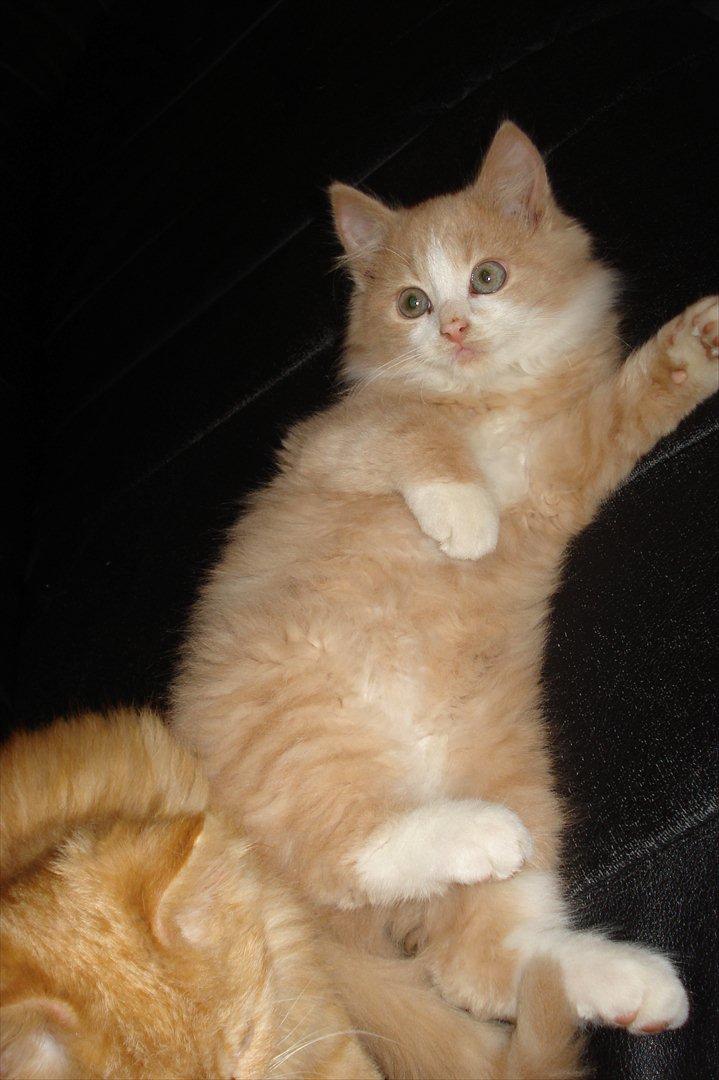 Huskat Oscar billede 7