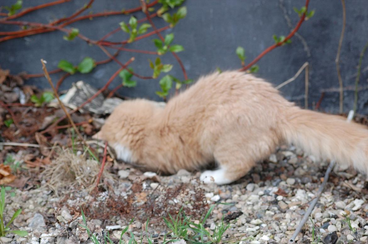 Huskat Oscar billede 8