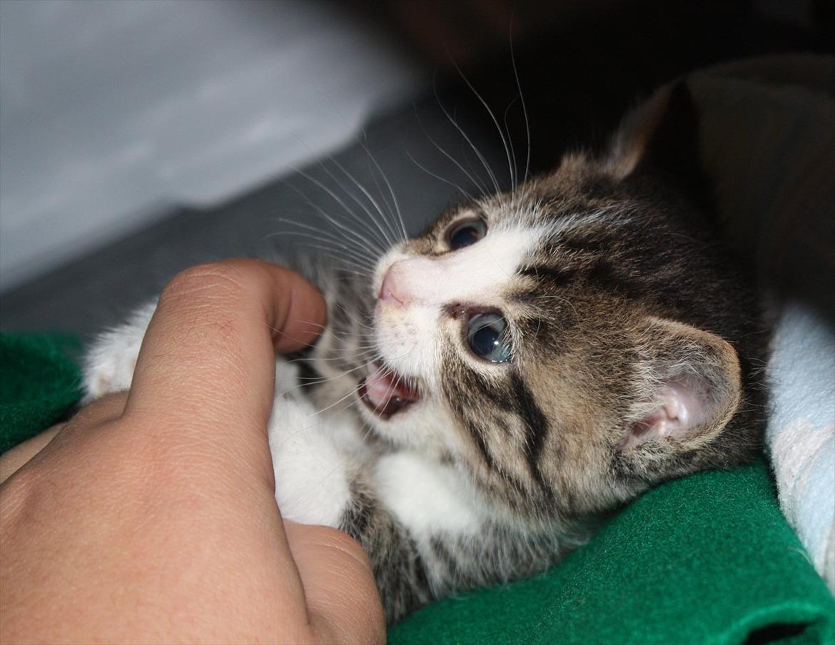 Blanding af racer Lille mis billede 10