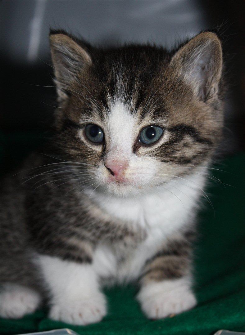 Blanding af racer Lille mis billede 19