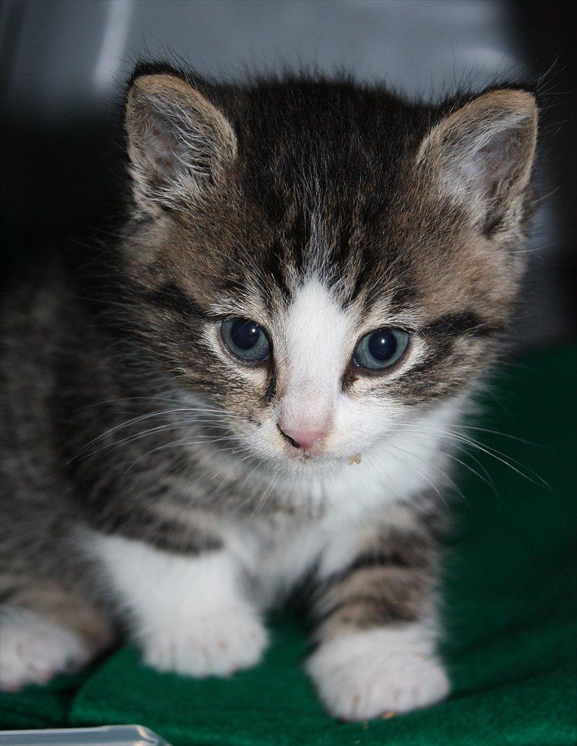 Blanding af racer Lille mis billede 20