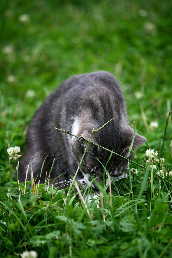 Blanding af racer MOLLY billede 19