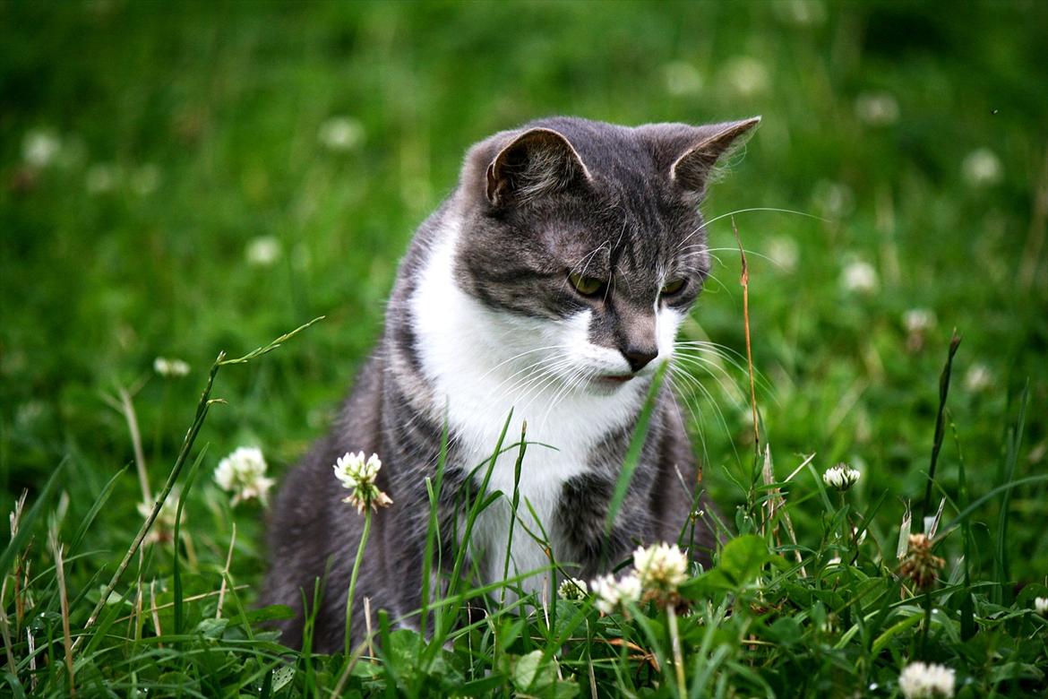 Blanding af racer MOLLY billede 3