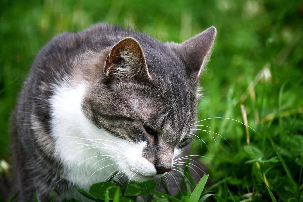 Blanding af racer MOLLY billede 2