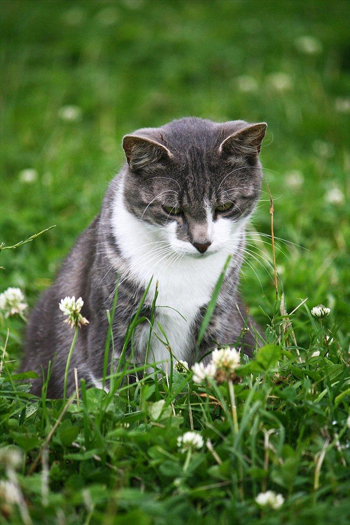 Blanding af racer MOLLY billede 20