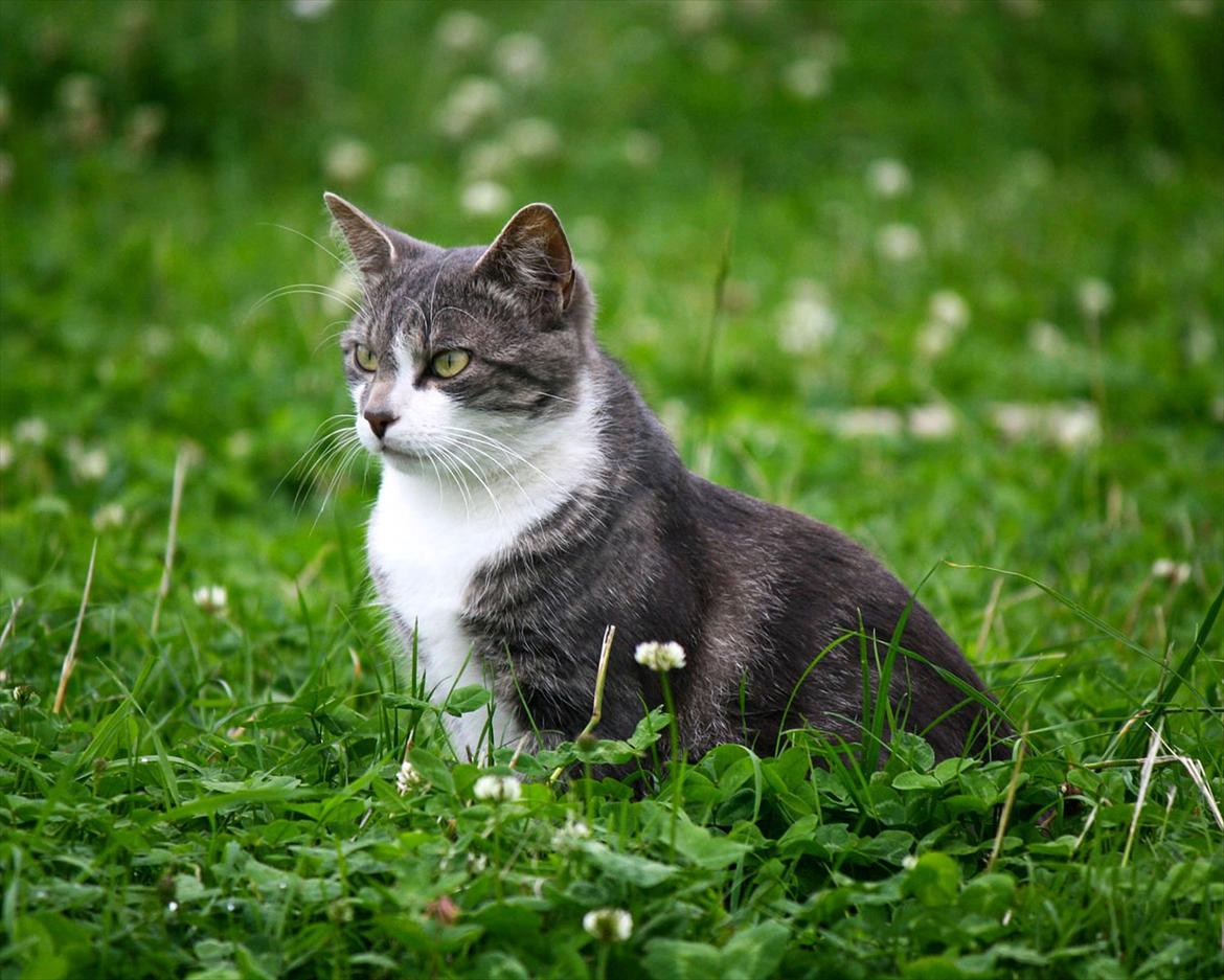 Blanding af racer MOLLY - Velkommen til Molly´s profil :D billede 1