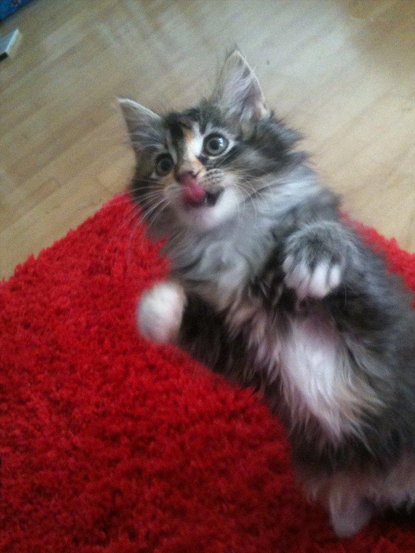 Huskat / Maine Coon Diva billede 10