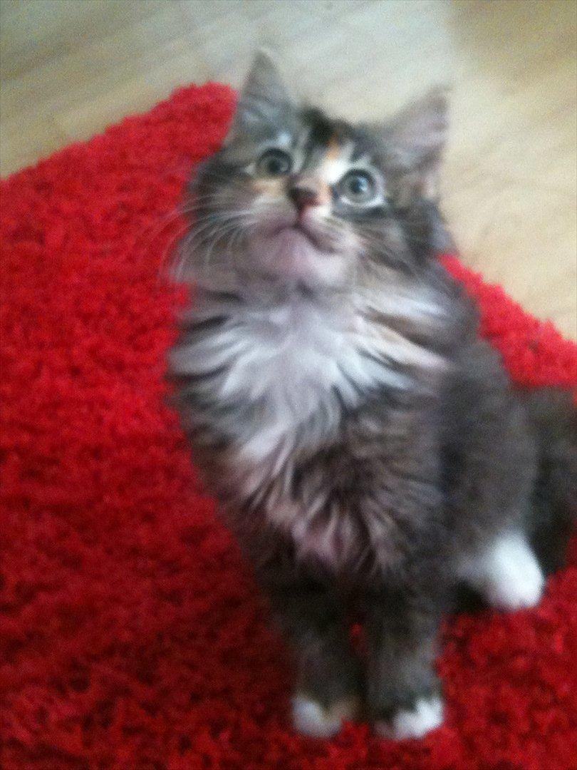 Huskat / Maine Coon Diva billede 9