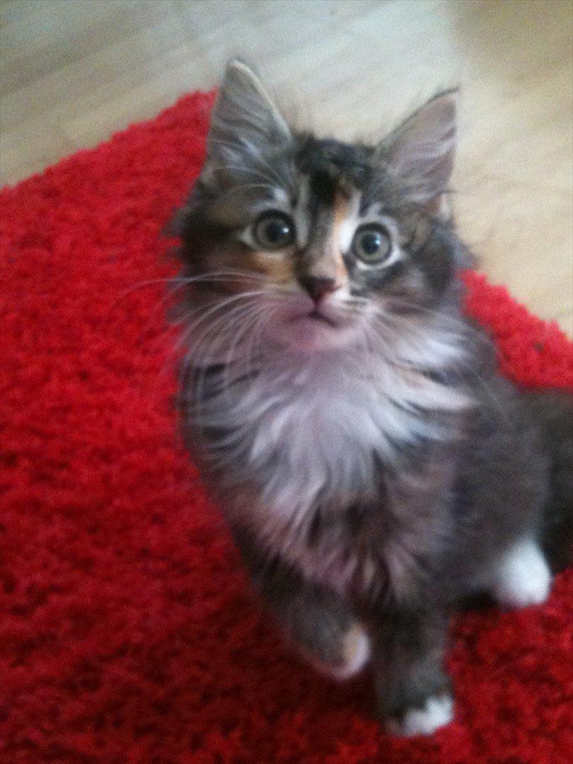 Huskat / Maine Coon Diva billede 11