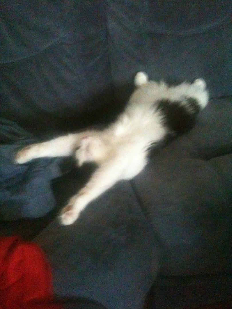 Huskat / Norsk skovkat.  Ozzy<3 billede 16