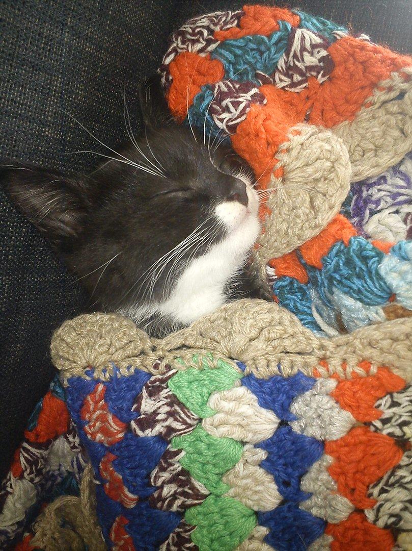 Huskat Bertil - Zzzz billede 1