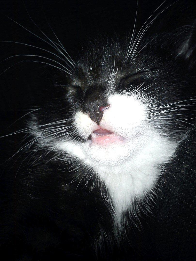 Huskat Bertil - Zzzzz billede 3