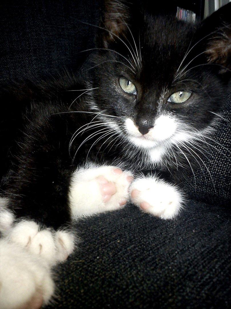 Huskat Bertil billede 2