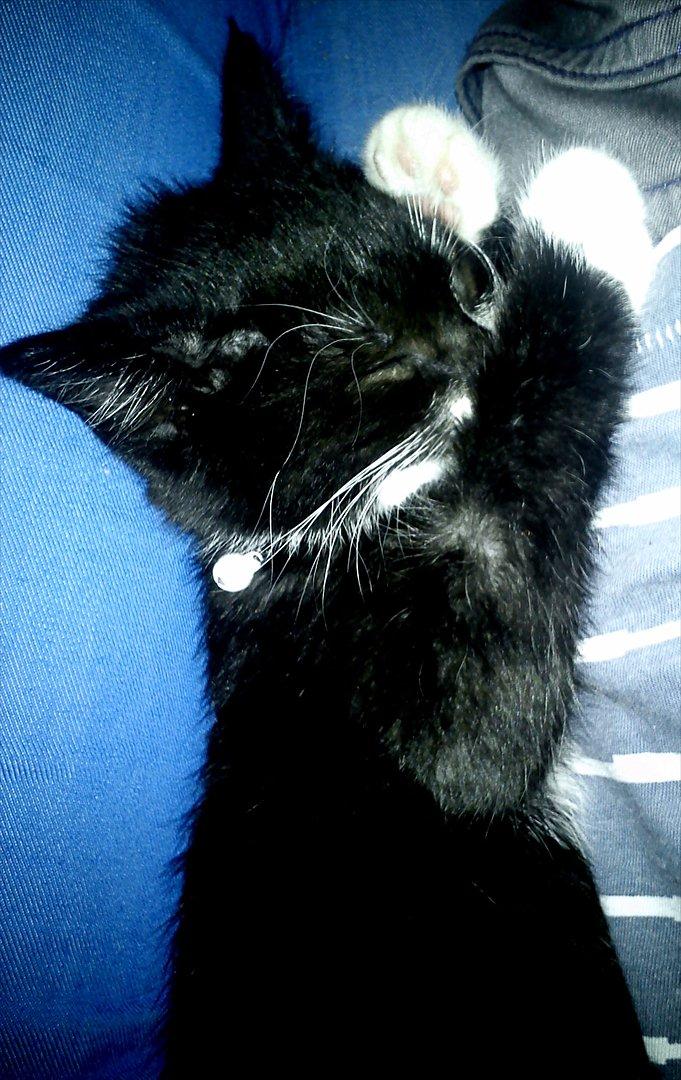 Huskat Bertil billede 5