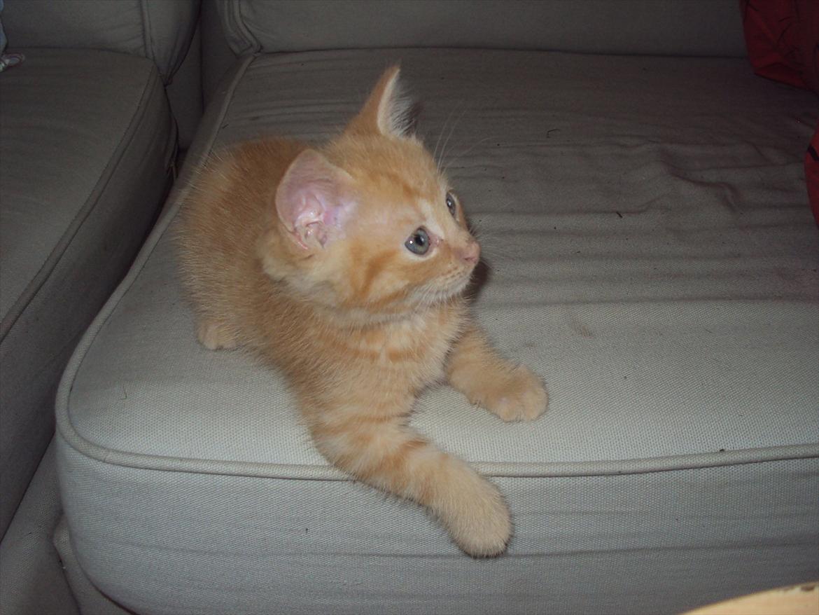 Huskat Milo - fik lige øje på fjernsynet:-) billede 12