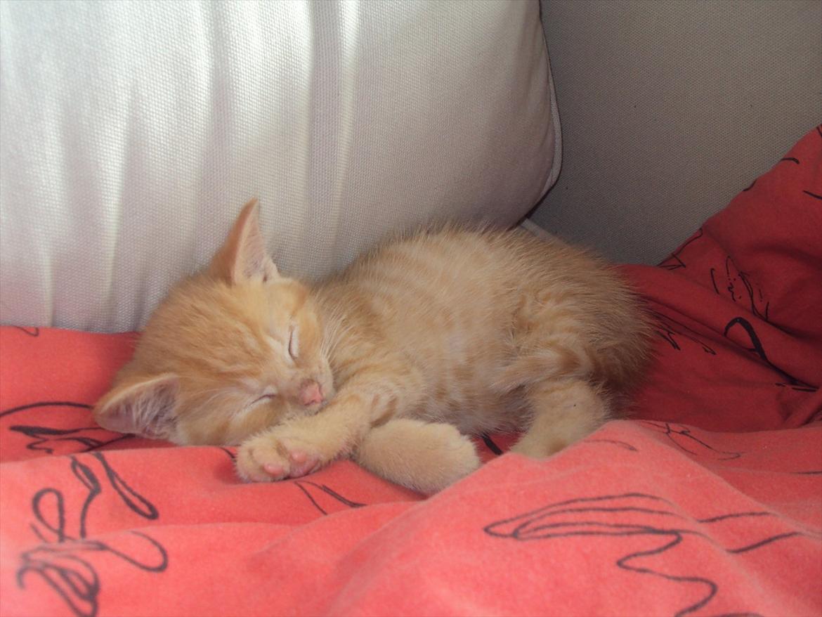 Huskat Milo - det hårdt at flytte, så nogengange er der lige brug for en middagslur! billede 13