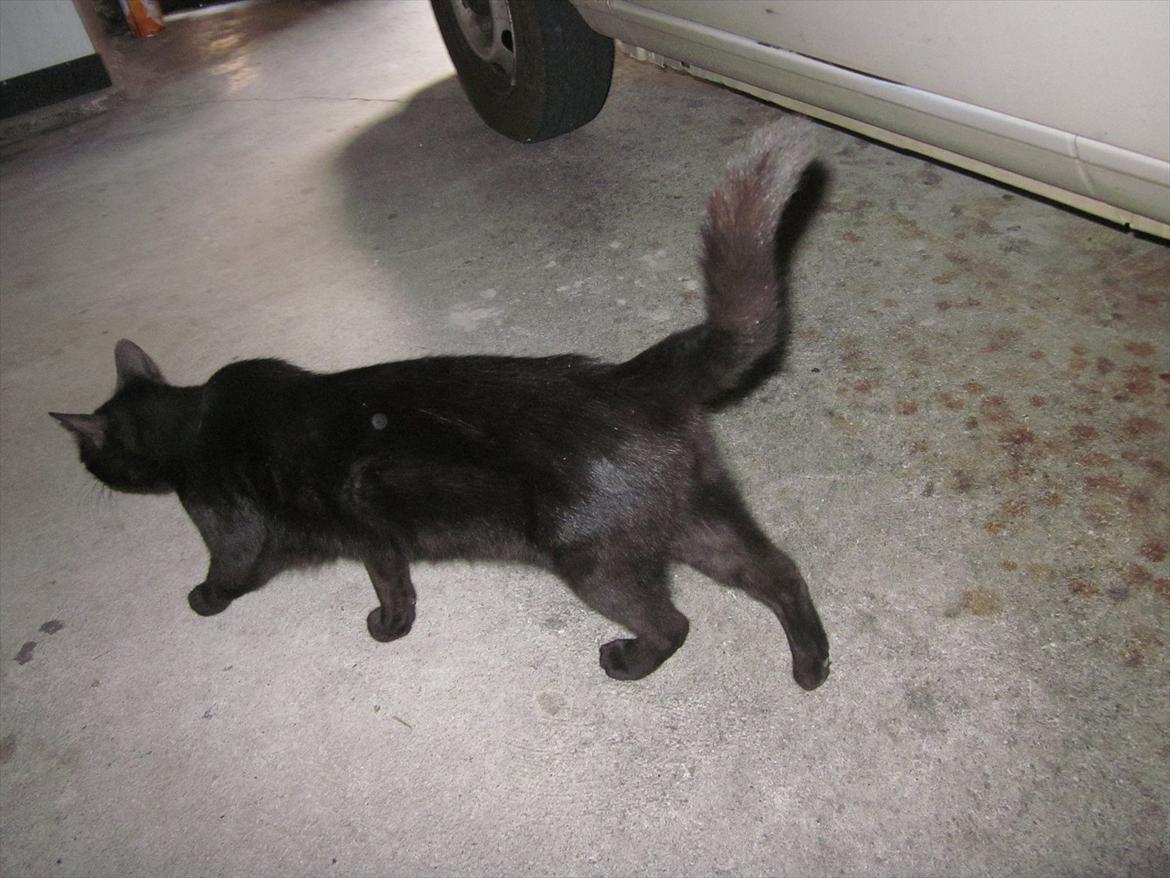 Huskat Jackson - Jackson nyder at gå rundt:) billede 14