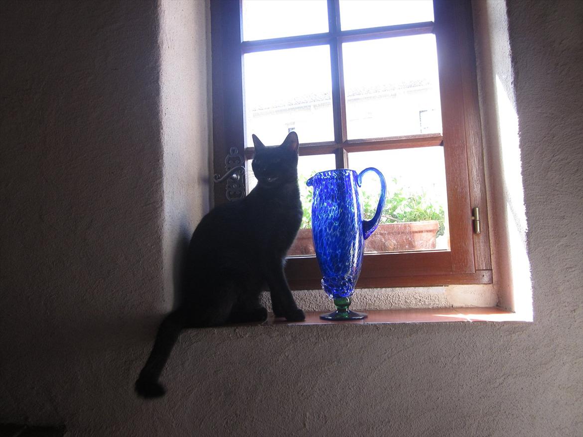 Huskat Jackson - Rigtig flot ved siden af den blå vase:) billede 15