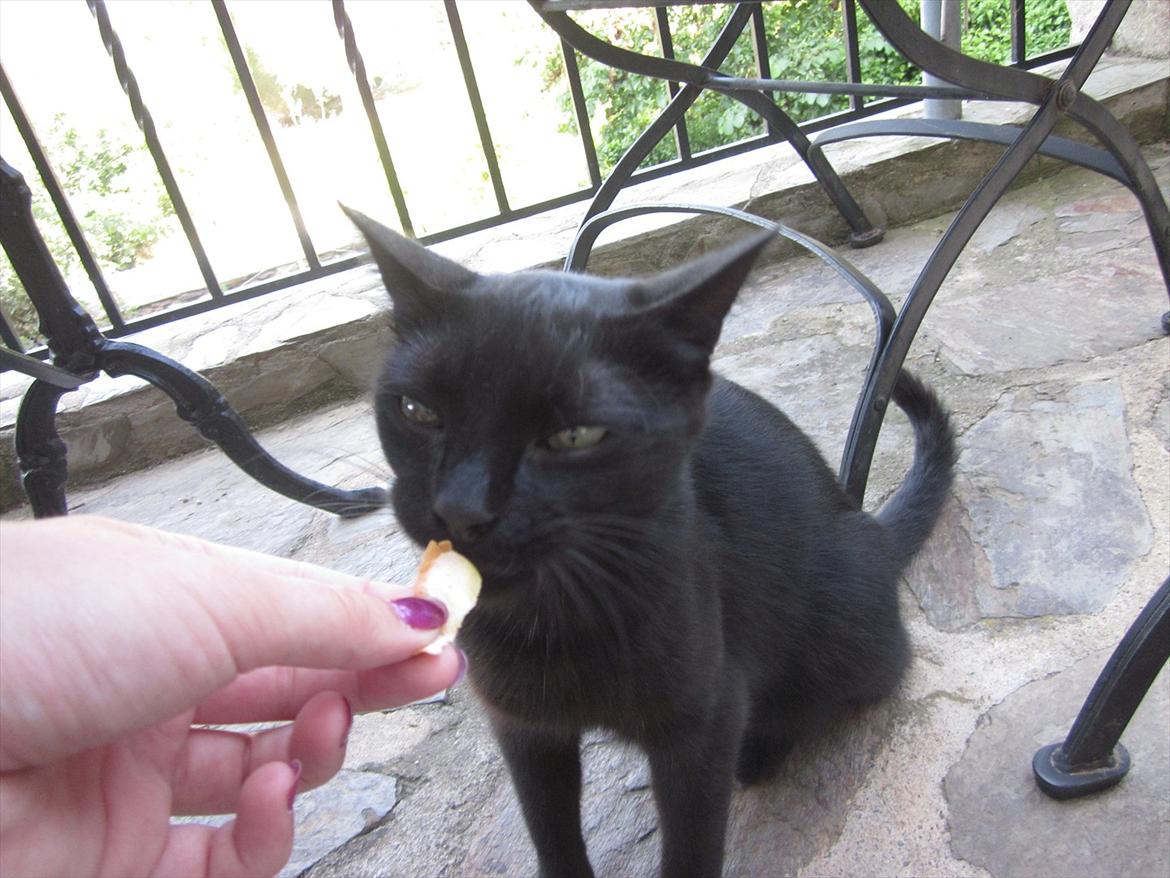 Huskat Jackson - Jackson har en svaghed for pandekager, han ELSKER dem simpelthen så meget:P billede 16