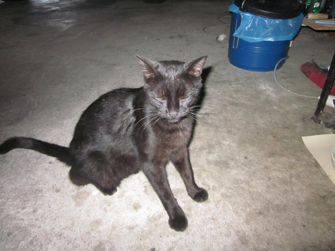 Huskat Jackson - Så fin han er:) billede 17