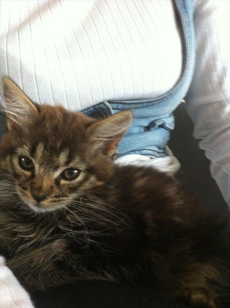 Norsk Skovkat Misser billede 1