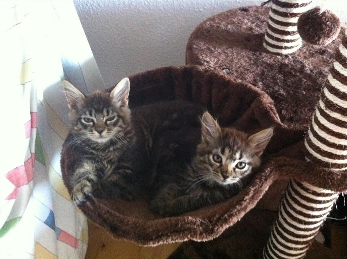 Norsk Skovkat Misser - Misser og hendes søster :-) billede 2