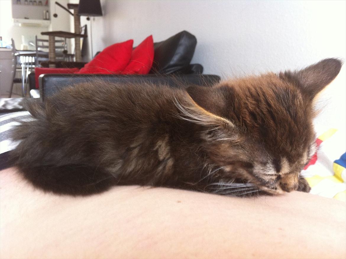 Norsk Skovkat Misser - Hun elsker og putte hos Far <3 billede 3