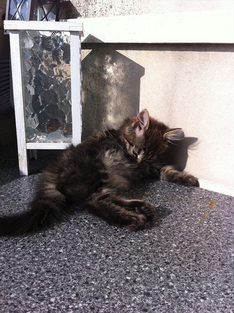 Norsk Skovkat Misser billede 4