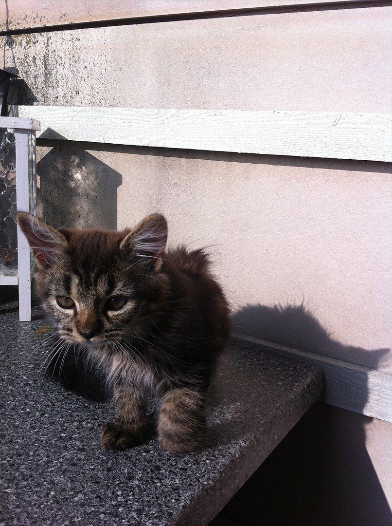 Norsk Skovkat Misser billede 5