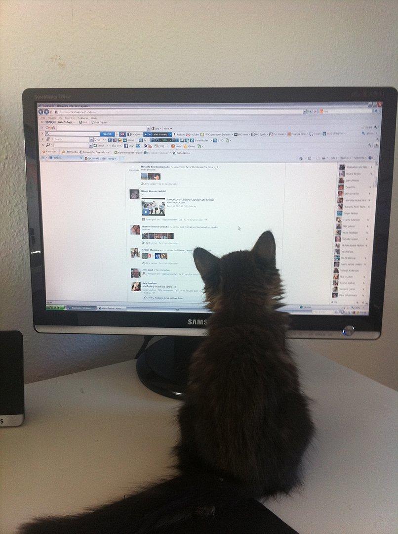 Norsk Skovkat Misser - Hun elsker og kigge på Facebook med mor :-) billede 6