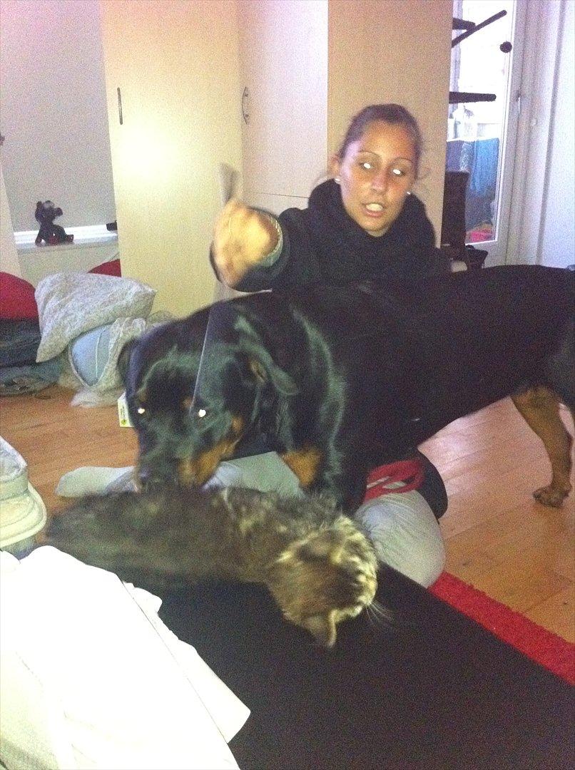 Norsk Skovkat Misser - Misser's lege ven :-) billede 7