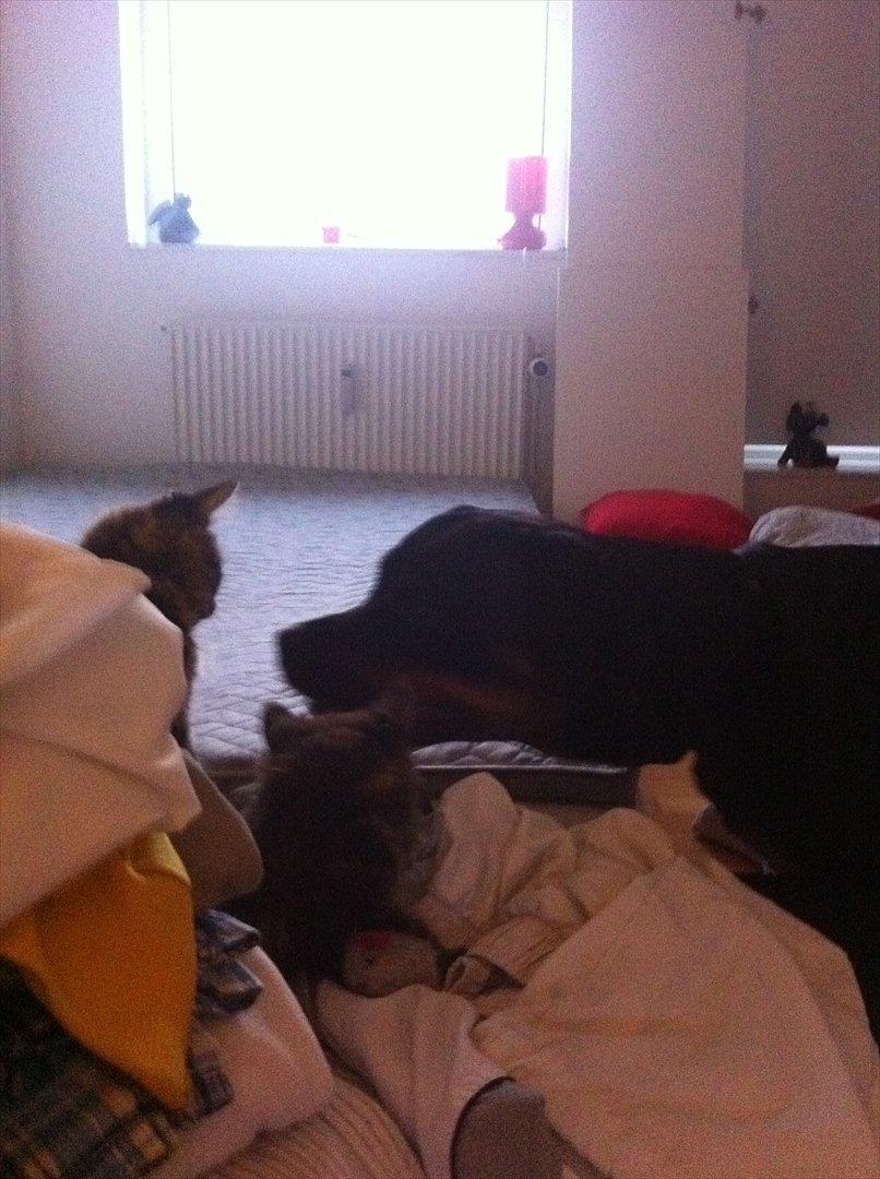 Norsk Skovkat Misser - Folk siger ( Det ligner hunden skal til og æde den ) Men neeeej, de hygger bare :-) billede 8