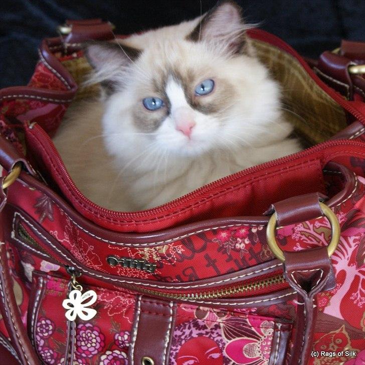 Ragdoll DK Rags of Silk Assam Alix billede 4