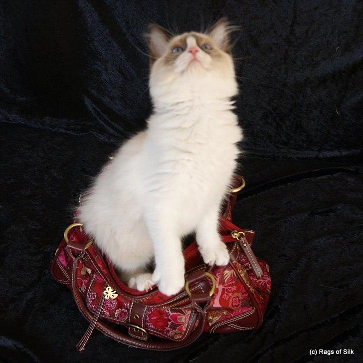 Ragdoll DK Rags of Silk Assam Alix billede 5