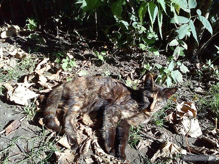 Huskat Kosmos/Min hvalp/ billede 8