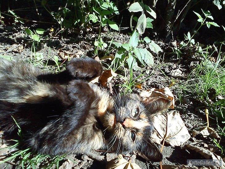 Huskat Kosmos/Min hvalp/ billede 9