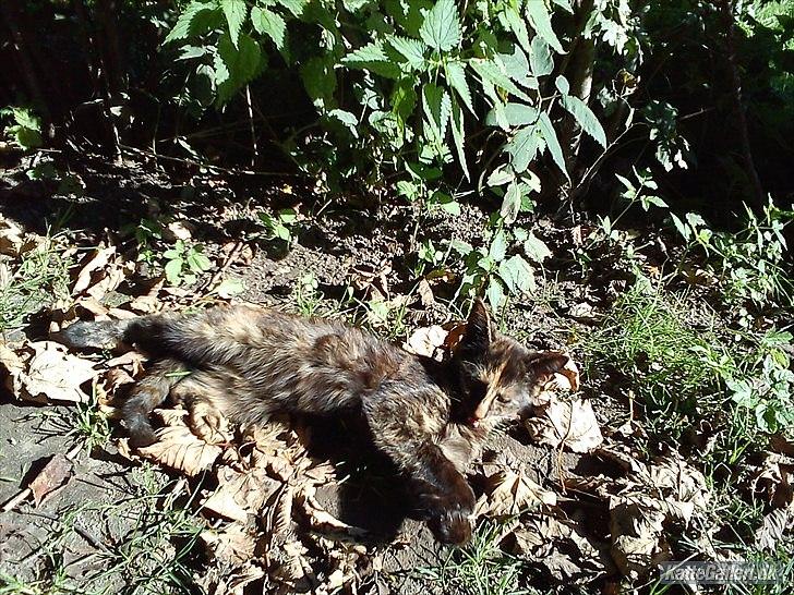 Huskat Kosmos/Min hvalp/ billede 2