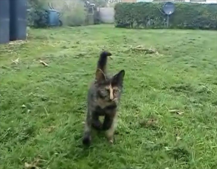 Huskat Kosmos/Min hvalp/ billede 10