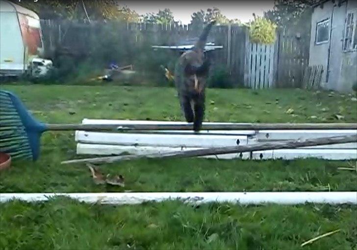 Huskat Kosmos/Min hvalp/ - Kosmos springer for første gang :D billede 11