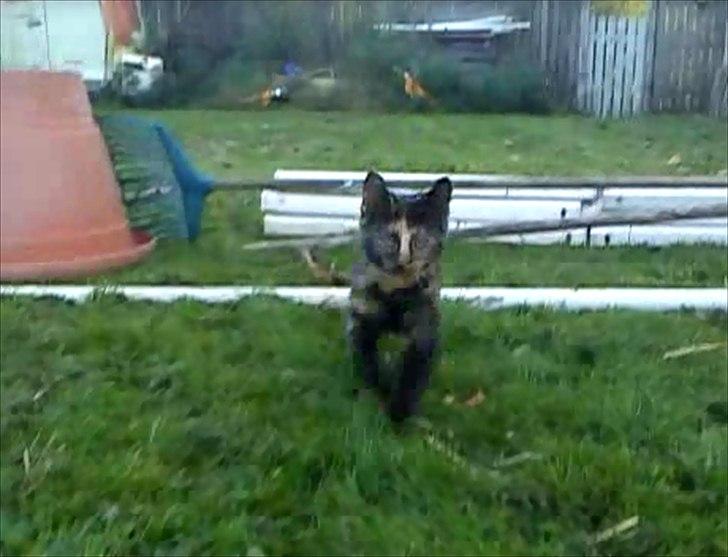 Huskat Kosmos/Min hvalp/ billede 12